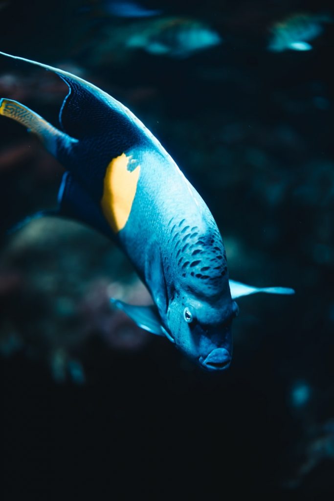 a blue and yellow fish swimming in an aquarium